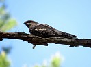 Козодой - птица, с оригинальным именем